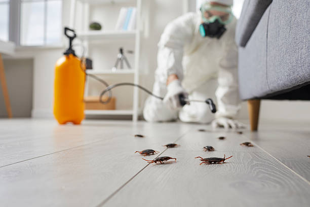 Post-Treatment Bed Bug Interceptor Monitoring in Chelsea